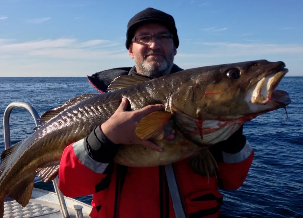 An angler in a red and black flotation suit holds a large cod above the deck.