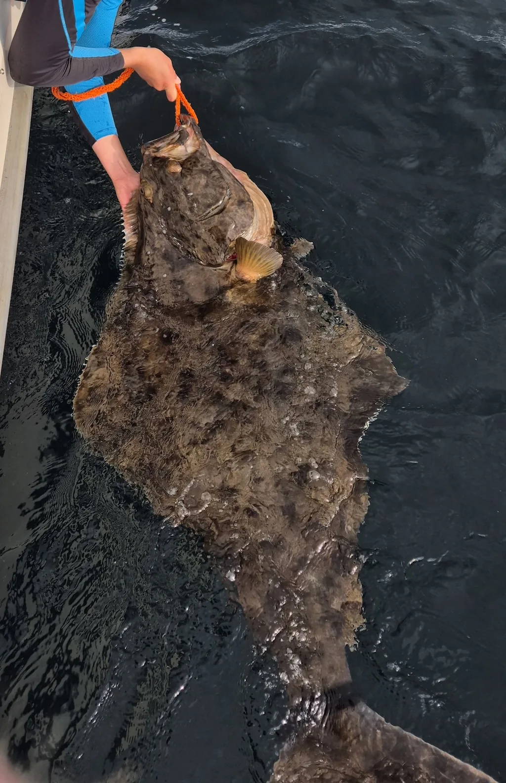 An angler supports a large halibut in the water alongside a boat.
