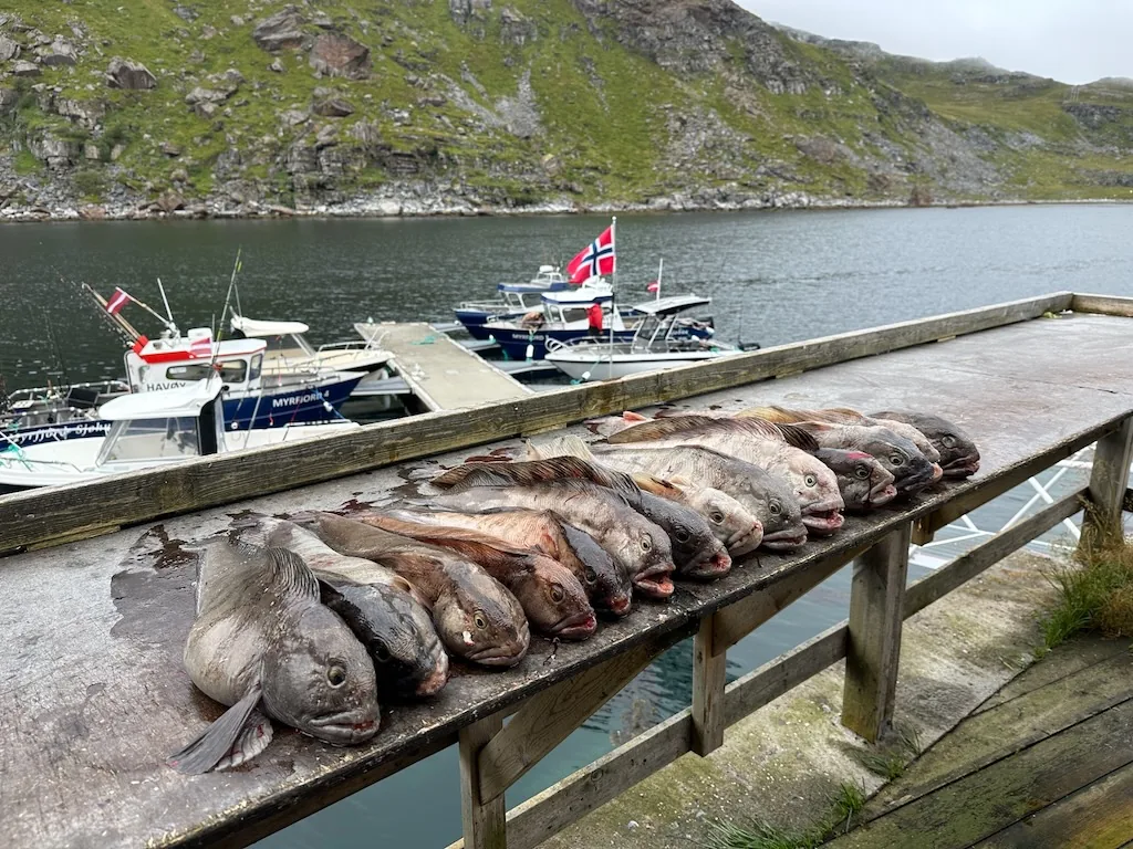A row of sea fish on a waterfront table beside Myrfjord boats